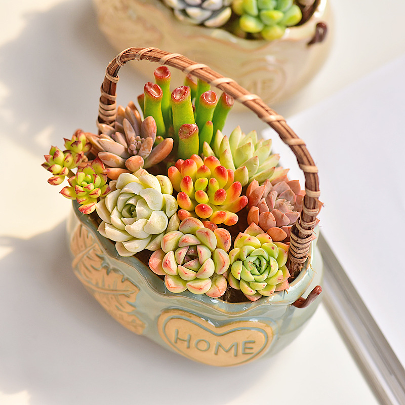 Maceta de Cerámica Estilo Nórd - Snake Plant Ceramic reseña y precio
