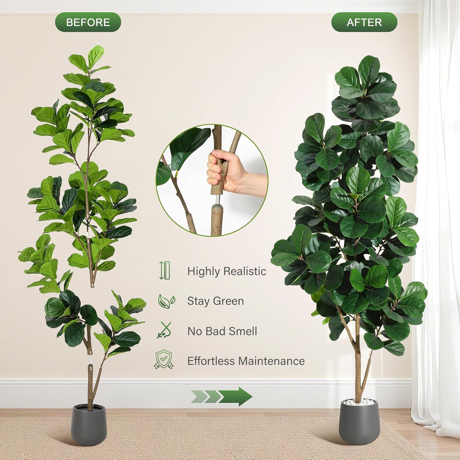 Árbol de higo de hoja de violí - Fiddle Leaf Fig reseña y precio